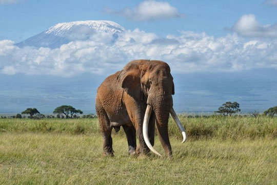 Amboseli National Park